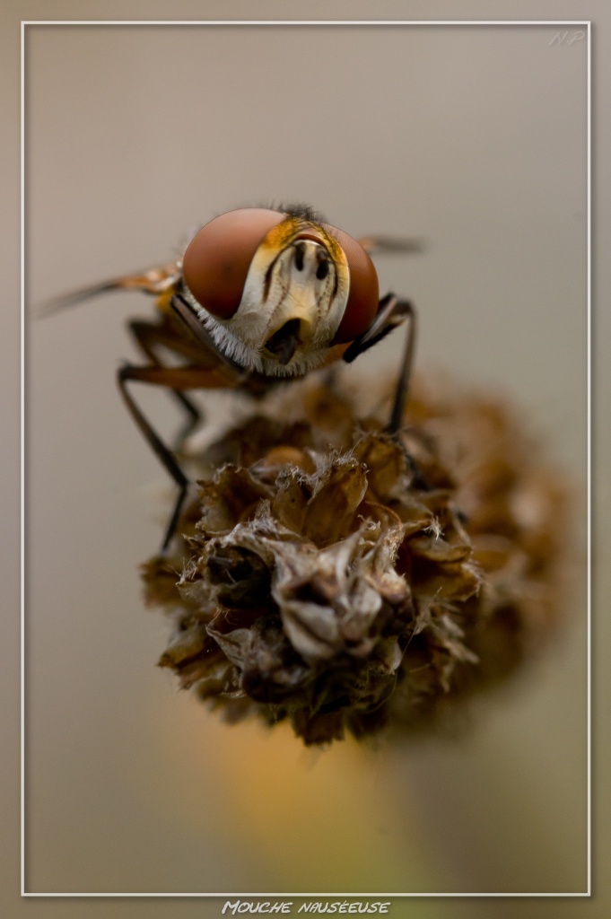 -mouche-nauseeuse.jpg