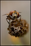 -mouche-nauseeuse.jpg