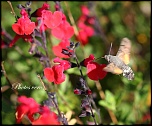 Sphinx Moineau 29 juillet 2011
