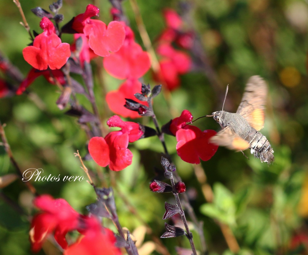 Sphinx Moineau 29 juillet 2011