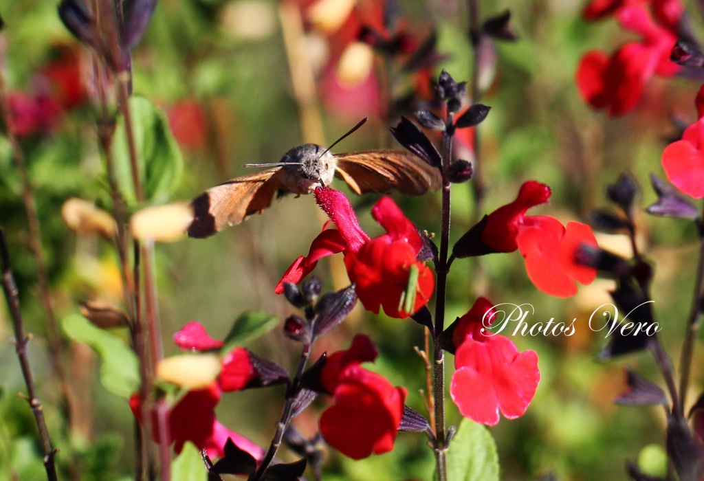 Sphinx Moineau 29 juillet 2011