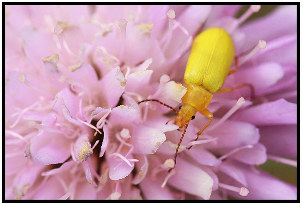 microdrive 2,2 Go-img_1320cfb-cteniopus-sulphureus.jpg