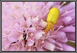 microdrive 2,2 Go-img_1320cfb-cteniopus-sulphureus.jpg
