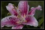 Test 300D &amp; comparatifs 10D-lys-iii.jpg