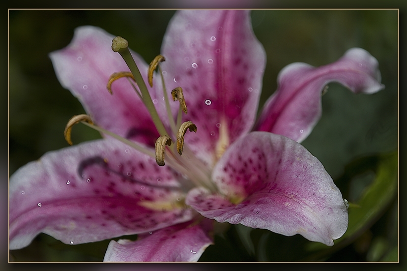 Test 300D &amp; comparatifs 10D-lys-iii.jpg