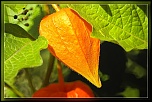 Test 300D &amp; comparatifs 10D-coque-orange_dxo_hf-ii.jpg