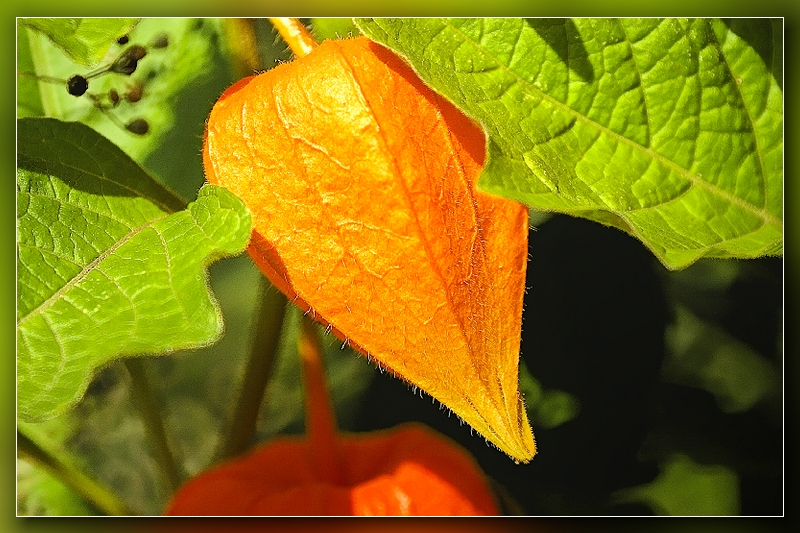 Test 300D &amp; comparatifs 10D-coque-orange_dxo_hf-ii.jpg