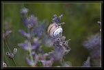 Test 300D &amp; comparatifs 10D-escargot.jpg