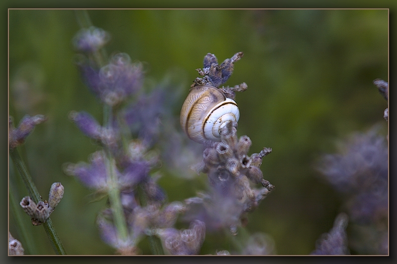 Test 300D &amp; comparatifs 10D-escargot.jpg