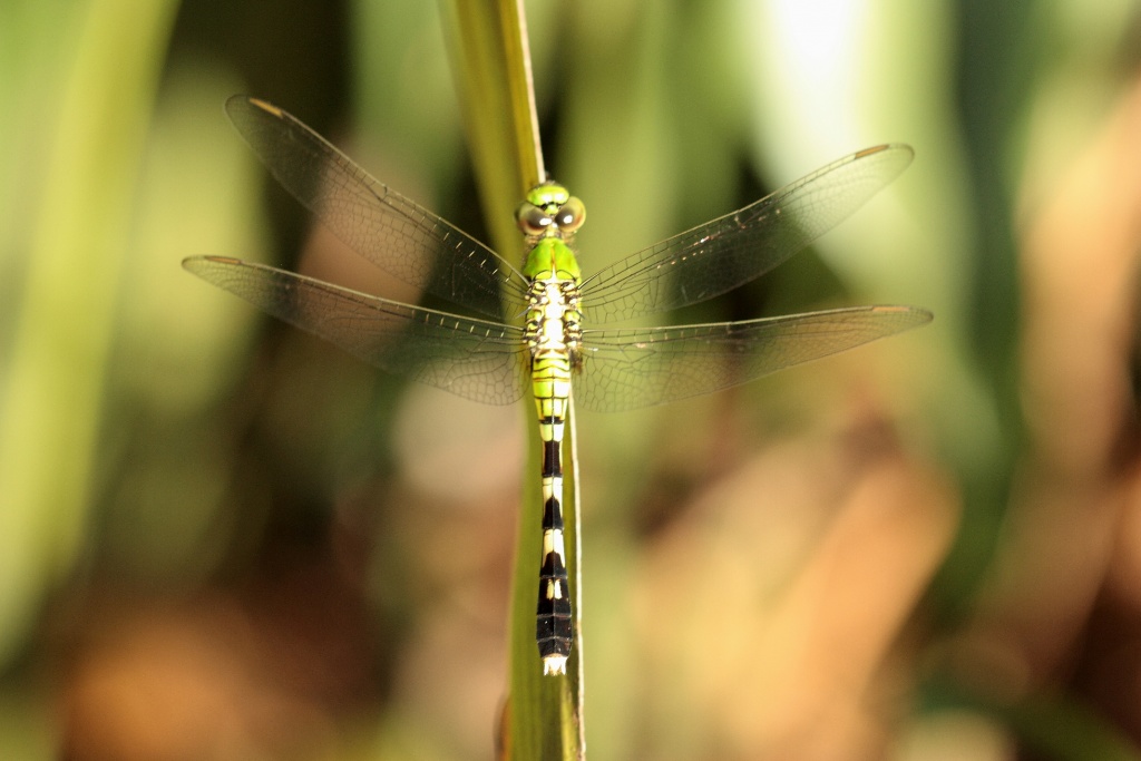-img_9933_3small.jpg
