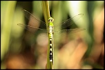 -img_9933_3small.jpg