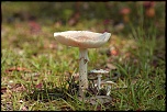 -img_9682_3small.jpg