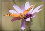-_mg_4608.jpg