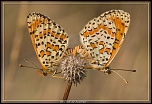 -_mg_4862.jpg