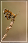 -_mg_4816-2.jpg