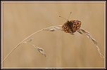 Cherche Objectif pour 300d-_mg_5048.jpg