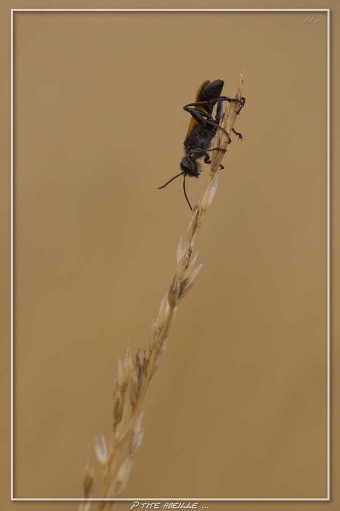 Cherche Objectif pour 300d-_mg_5067.jpg