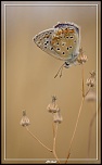 Cherche Objectif pour 300d-_mg_5099.jpg