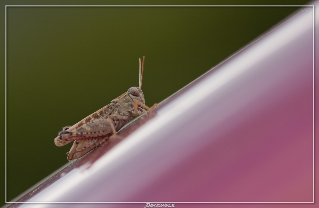 Cherche Objectif pour 300d-_mg_5140.jpg
