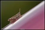 Cherche Objectif pour 300d-_mg_5140.jpg
