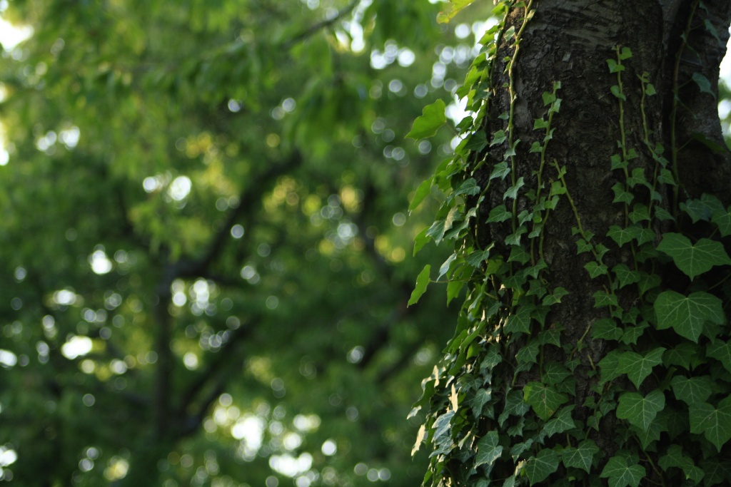 50 mm : Canon ou Sigma-_mg_2301.jpg