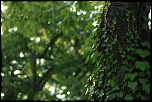 50 mm : Canon ou Sigma-_mg_2301.jpg