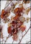 FLASH ESCLAVE-couleur-dautomne.jpg