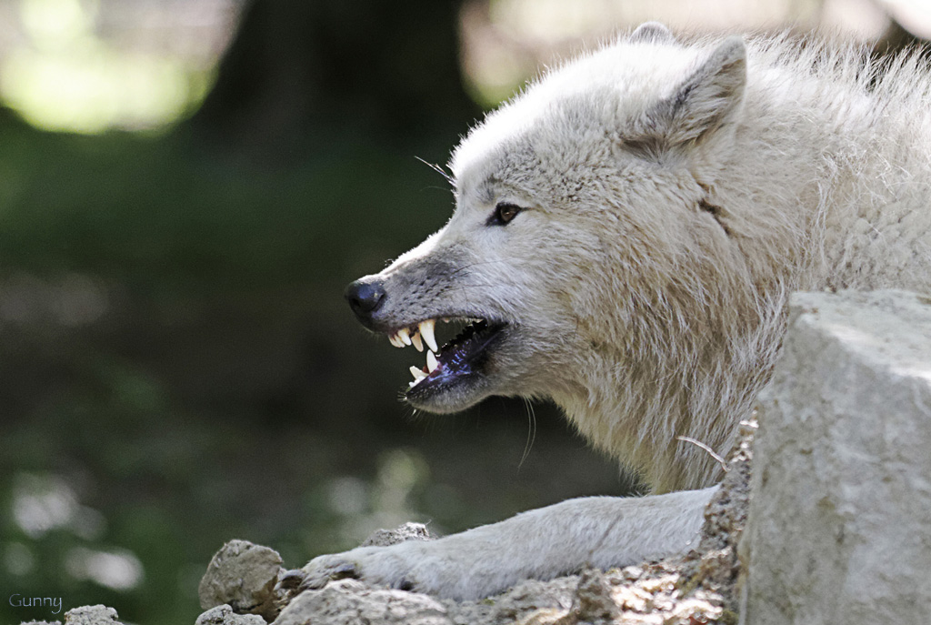 -loup.jpg