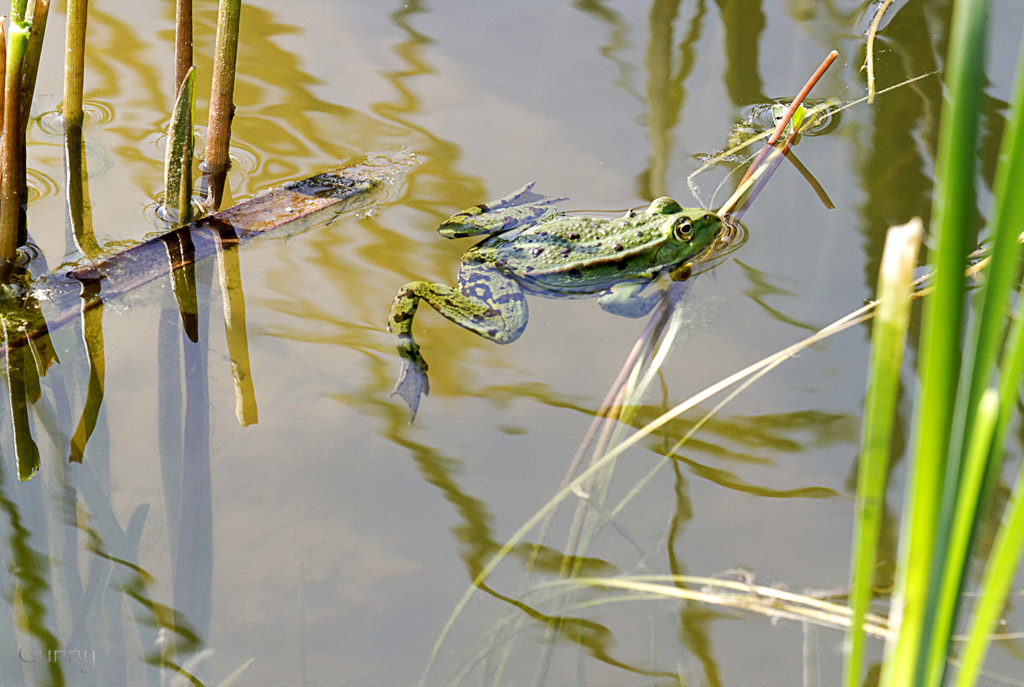 -grenouille.jpg