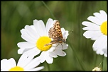insectes