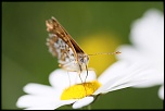FLASH ESCLAVE-img_3151.jpg