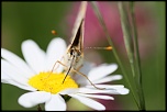 FLASH ESCLAVE-img_3085.jpg