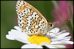 FLASH ESCLAVE-img_3080.jpg