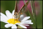 FLASH ESCLAVE-img_3086.jpg