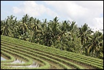 -rice-padi-move.jpg