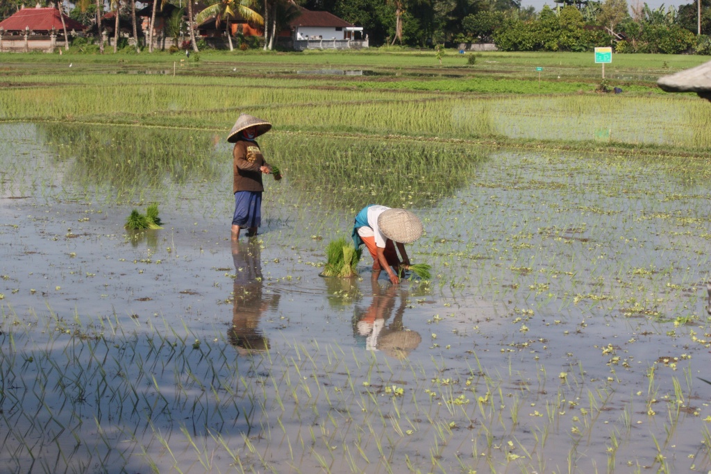 -workind-rice-padi.jpg
