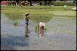 -workind-rice-padi.jpg