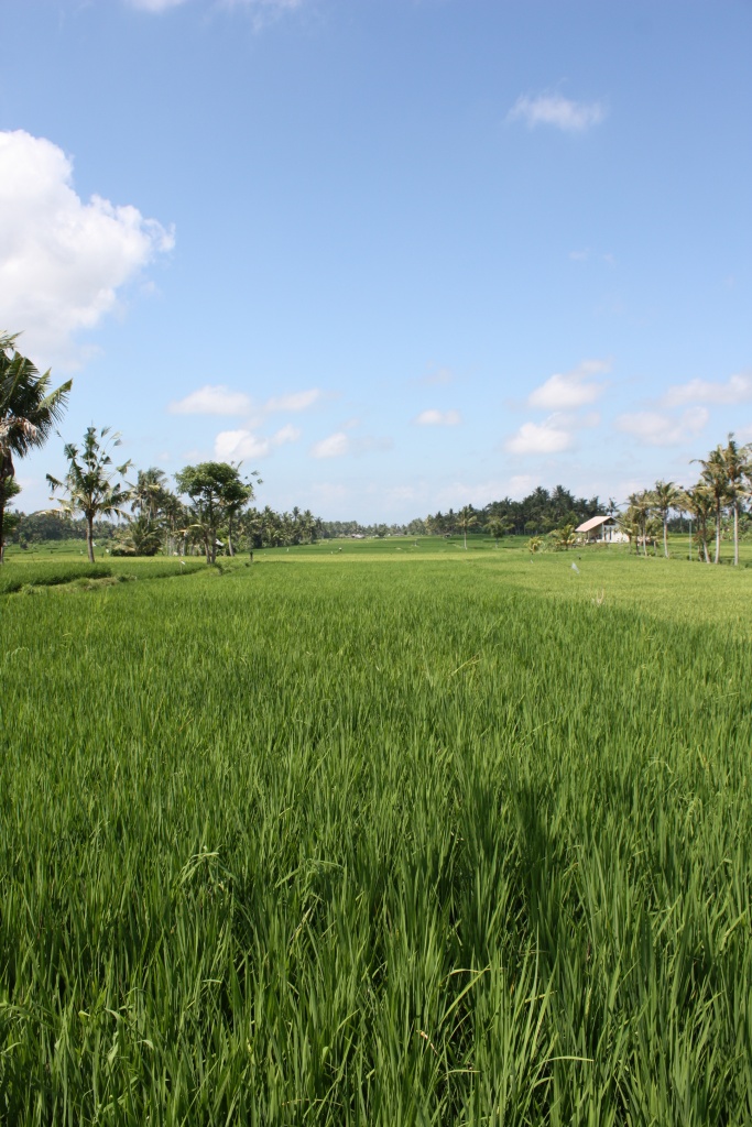 -rice-padi-field.jpg