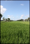 -rice-padi-field.jpg