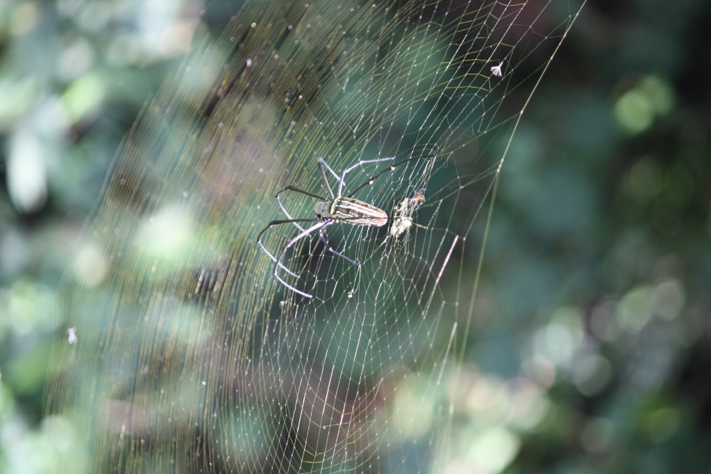 -20100901-spyder.jpg