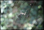 -20100901-spyder.jpg