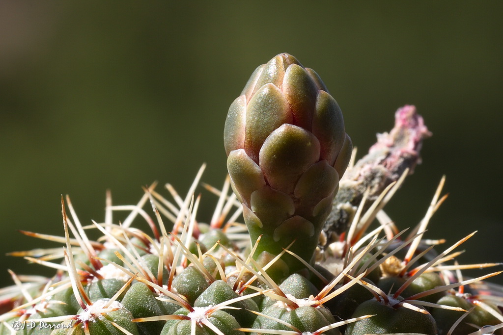 70-300 Sigma APO-cactus-0046.jpg