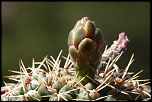 70-300 Sigma APO-cactus-0046.jpg
