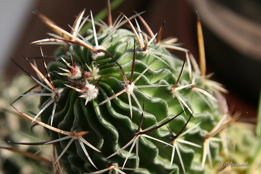 70-300 Sigma APO-cactus-0047.jpg