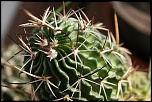 70-300 Sigma APO-cactus-0047.jpg