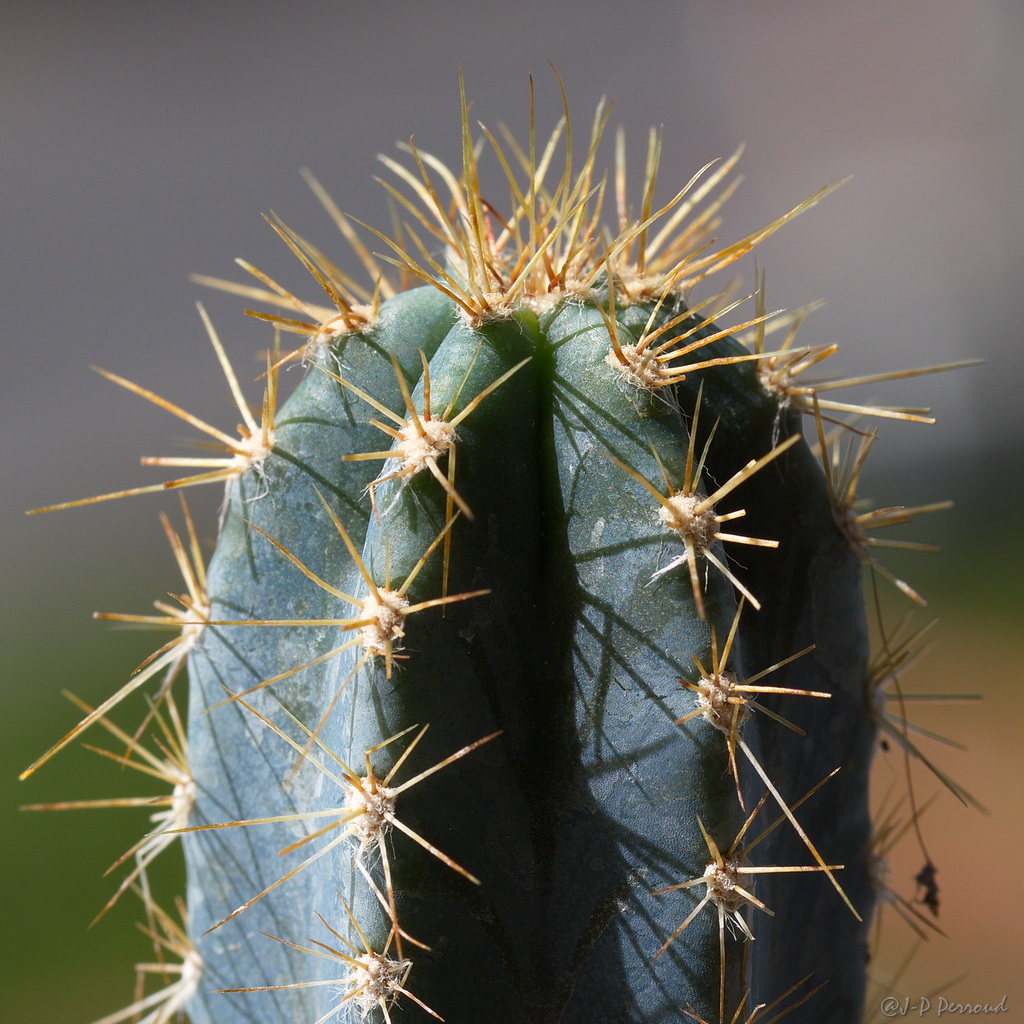 70-300 Sigma APO-cactus-0048.jpg