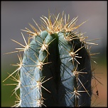 70-300 Sigma APO-cactus-0048.jpg