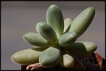 70-300 Sigma APO-grasses-0032.jpg