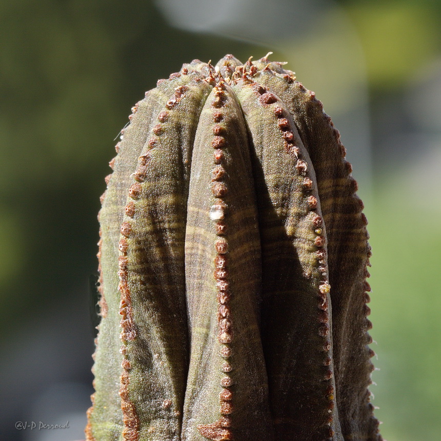 70-300 Sigma APO-cactus-0049.jpg