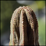 70-300 Sigma APO-cactus-0049.jpg